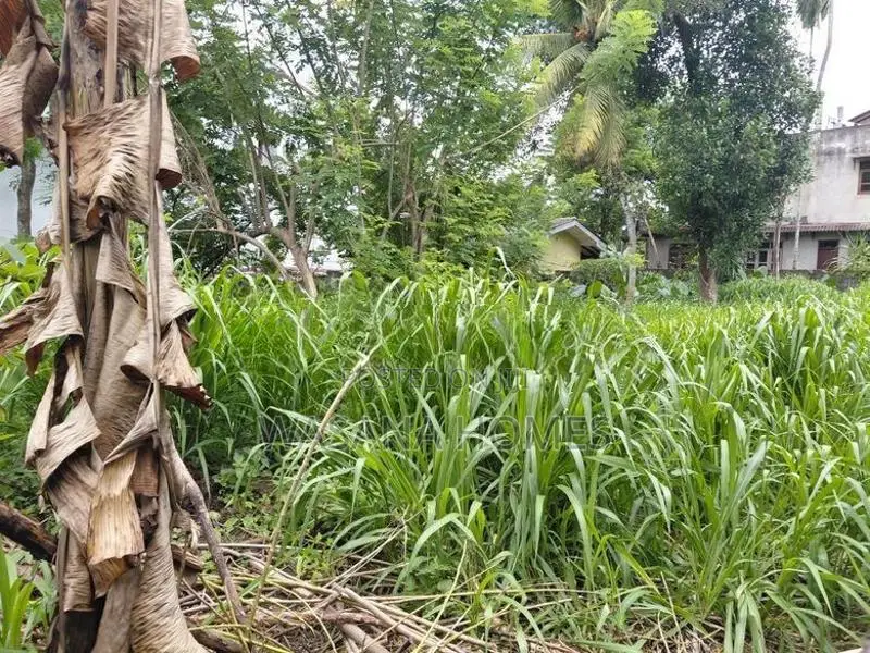 Excellent Land for Sale Borelesgamuwa