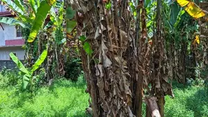 නිට්ටඹුව – මඩුවෙගෙදරින් වටිනා ඉඩමක් / KM 8023