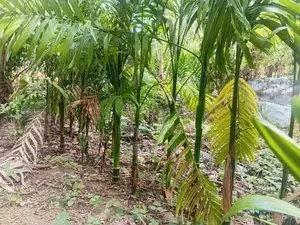Land or Sale Monaragala