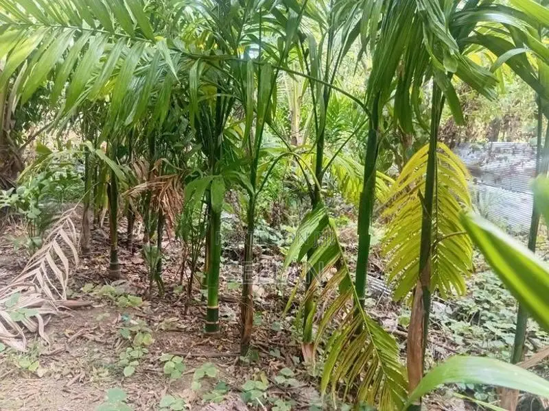 Land or Sale Monaragala