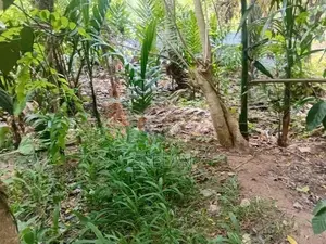 Land or Sale Monaragala
