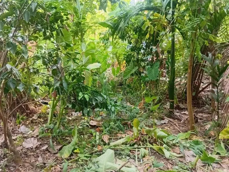 Land or Sale Monaragala