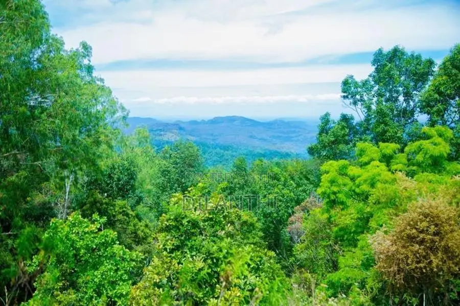 Land with Commercial Crops for Sale in Haputale, Haldummulla