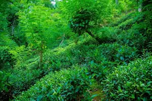 Land with Commercial Crops for Sale in Haputale, Haldummulla