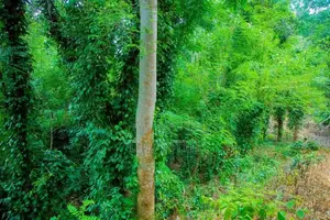 Land with Commercial Crops for Sale in Haputale, Haldummulla