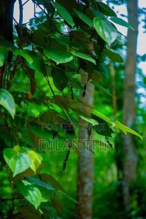 Land with Commercial Crops for Sale in Haputale, Haldummulla