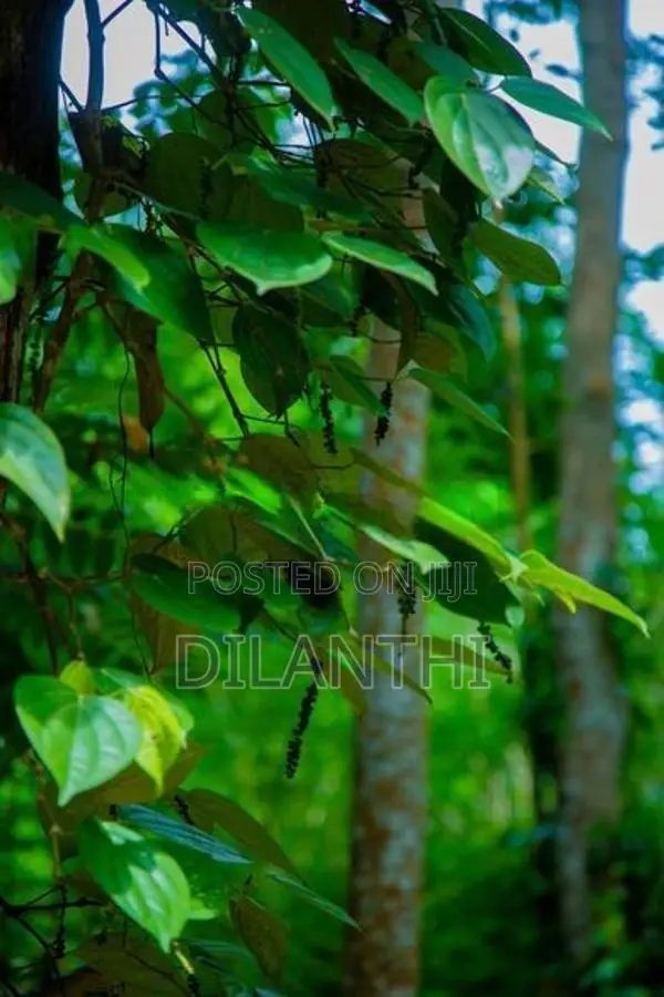 Land with Commercial Crops for Sale in Haputale, Haldummulla