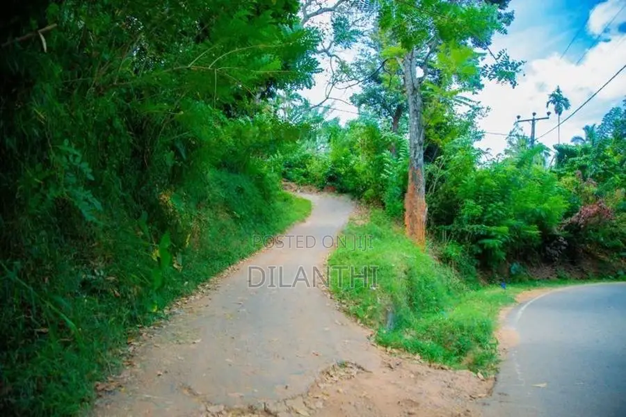 Land with Commercial Crops for Sale in Haputale, Haldummulla
