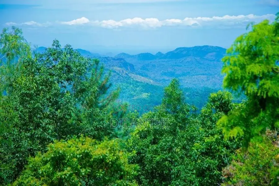 Land with Commercial Crops for Sale in Haputale, Haldummulla