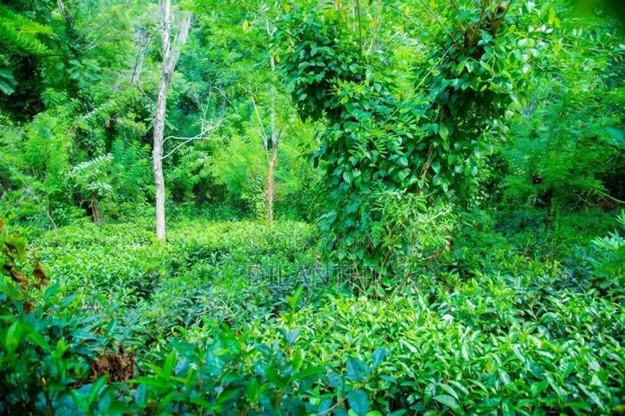 Land with Commercial Crops for Sale in Haputale, Haldummulla