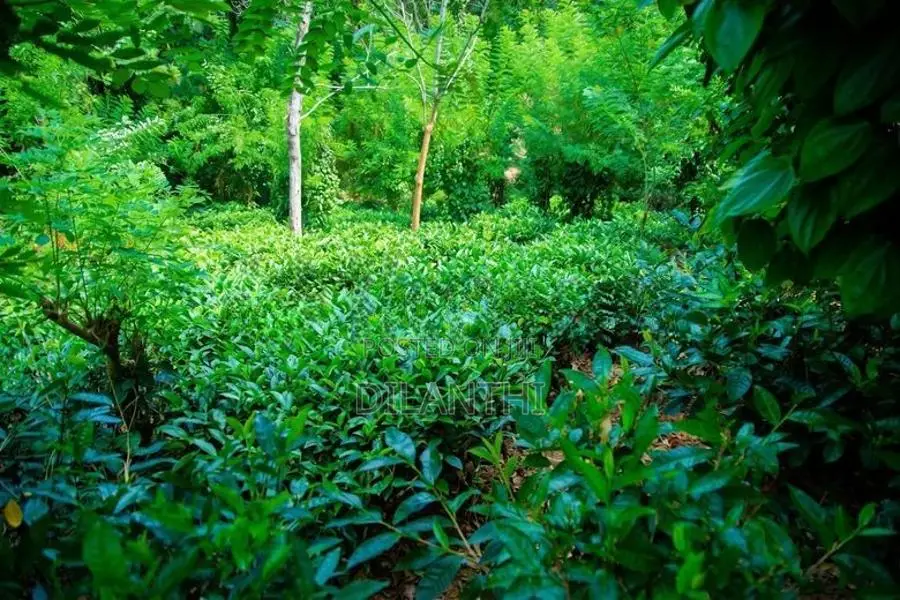 Land with Commercial Crops for Sale in Haputale, Haldummulla