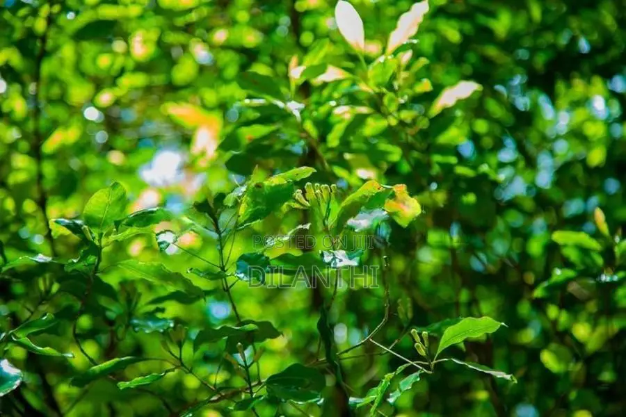 Land with Commercial Crops for Sale in Haputale, Haldummulla