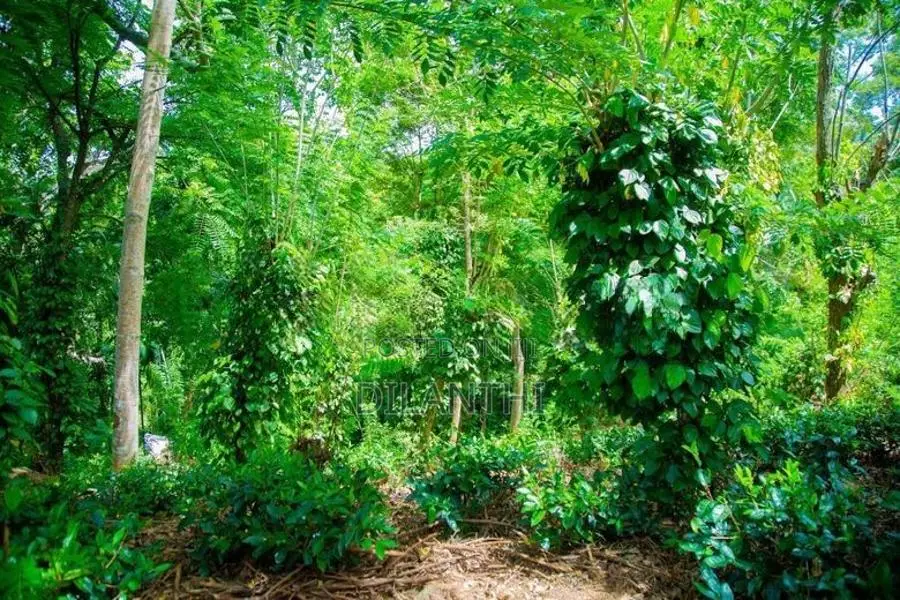 Land with Commercial Crops for Sale in Haputale, Haldummulla