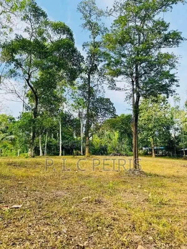 114 Perches Land for Sale in Katana, Kongodamulla.Katana.Gampaha.