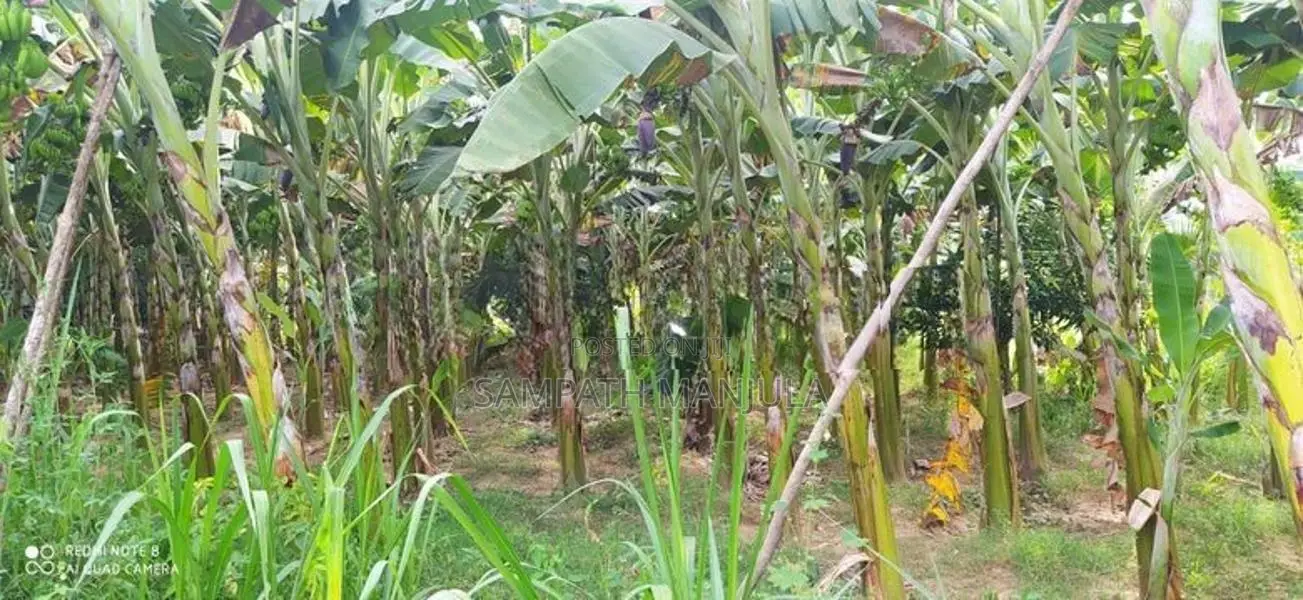 Land for Sale in Buttala
