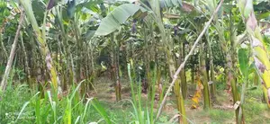 Land for Sale in Buttala