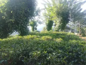 KANDY : 9-ACRE TEA ESTATE WITH BUILDING FOR SALE