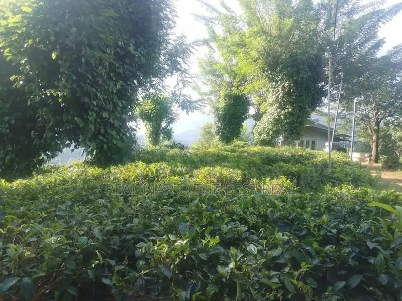 KANDY : 9-ACRE TEA ESTATE WITH BUILDING FOR SALE