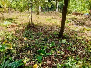 Land for Sale in Padukka