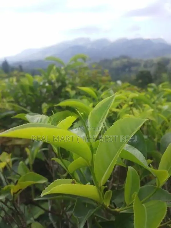 KANDY : 9-ACRE TEA ESTATE WITH BUILDING FOR SALE