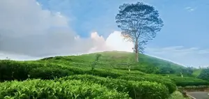 வட்டவல இயற்கையான நிலங்கள் விற்பனைக்காக