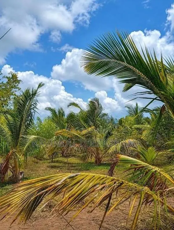 තණමල්විල උඩවලව "19 කනුවේ" ඉඩම් අක්කර 3 ක් විකිණීමට ඇත