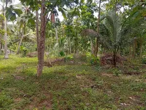 Narammala Land for Sale
