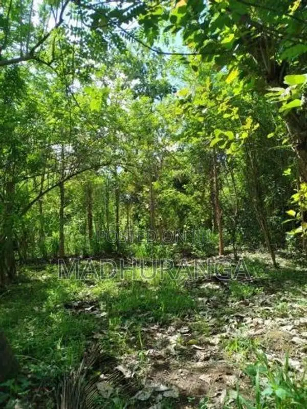 Valuable Land For Sale In Monaragala