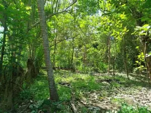 Valuable Land For Sale In Monaragala