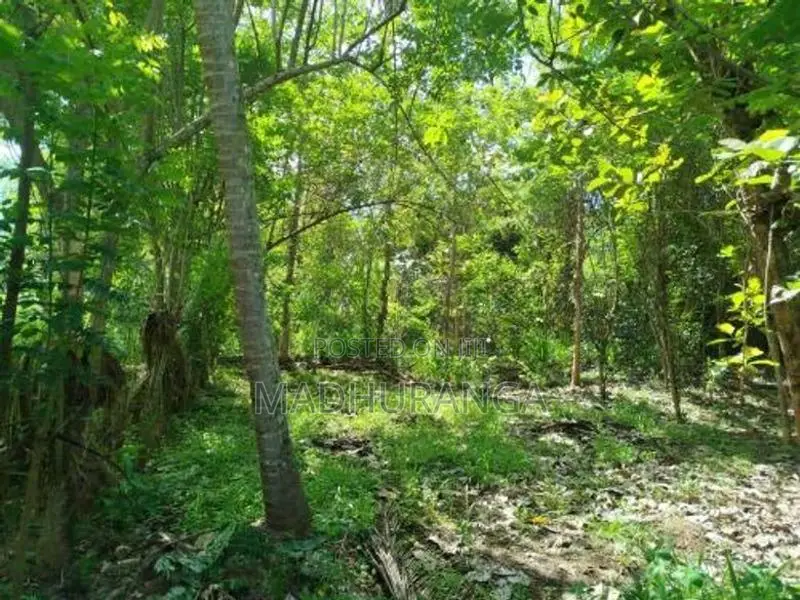 Valuable Land For Sale In Monaragala