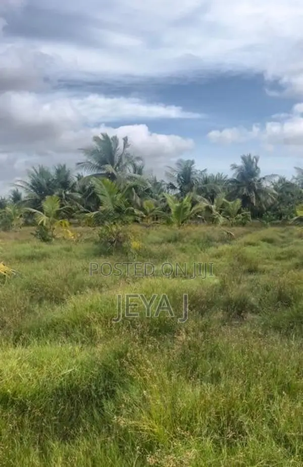 Coconut Land For Sale – Near Puttur