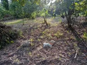 Valuable Land for Sale Makola