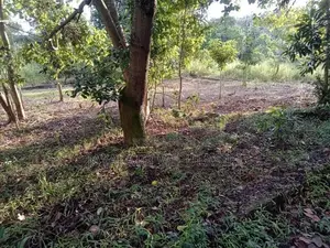 Valuable Land for Sale Makola