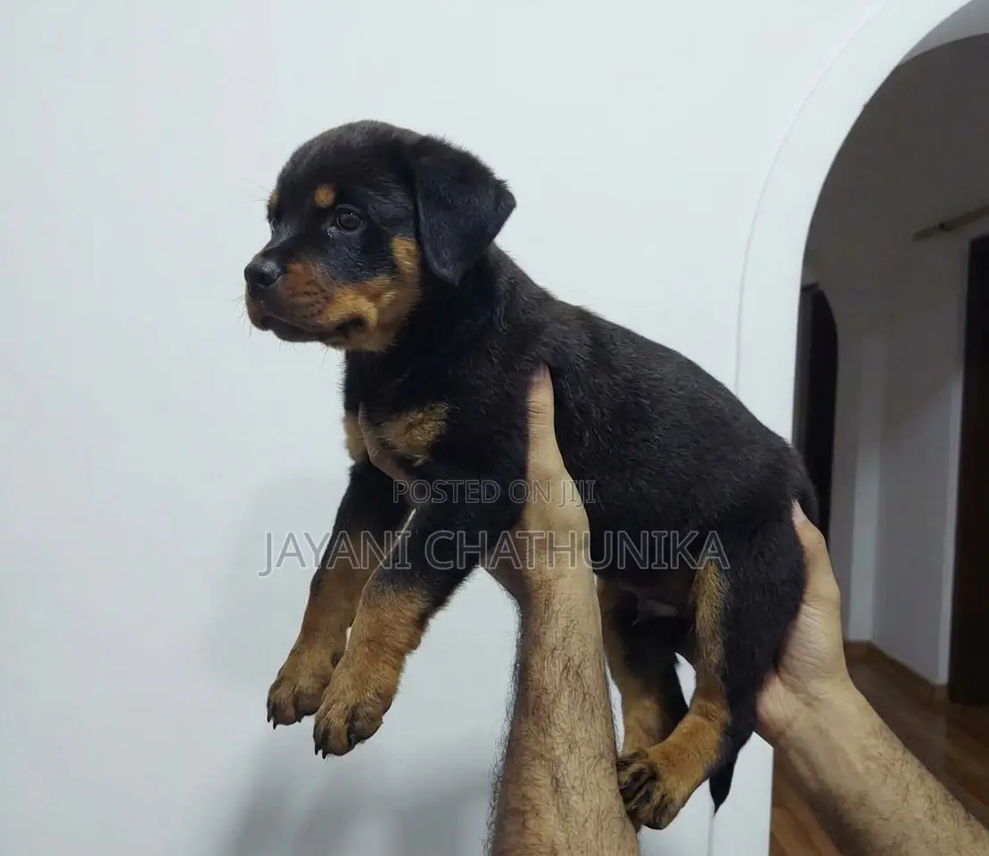 1-3 months Female Purebred Rottweiler