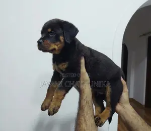 1-3 months Female Purebred Rottweiler