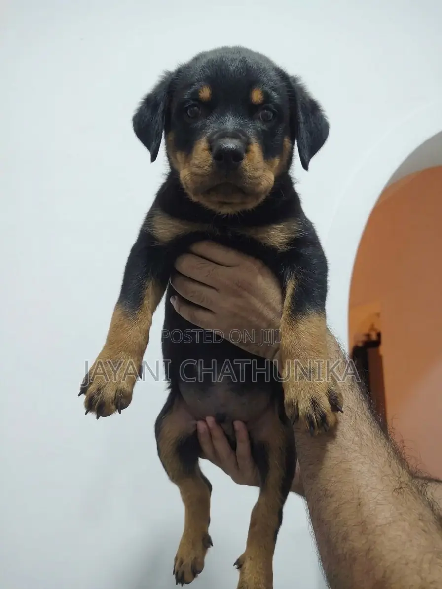 1-3 months Female Purebred Rottweiler