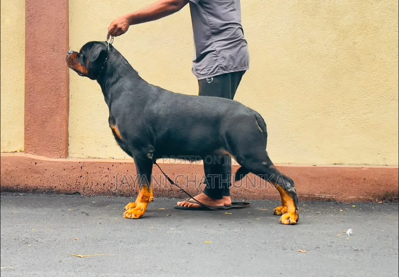 1-3 months Female Purebred Rottweiler