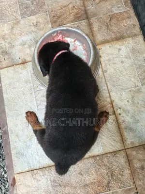 1-3 months Female Purebred Rottweiler