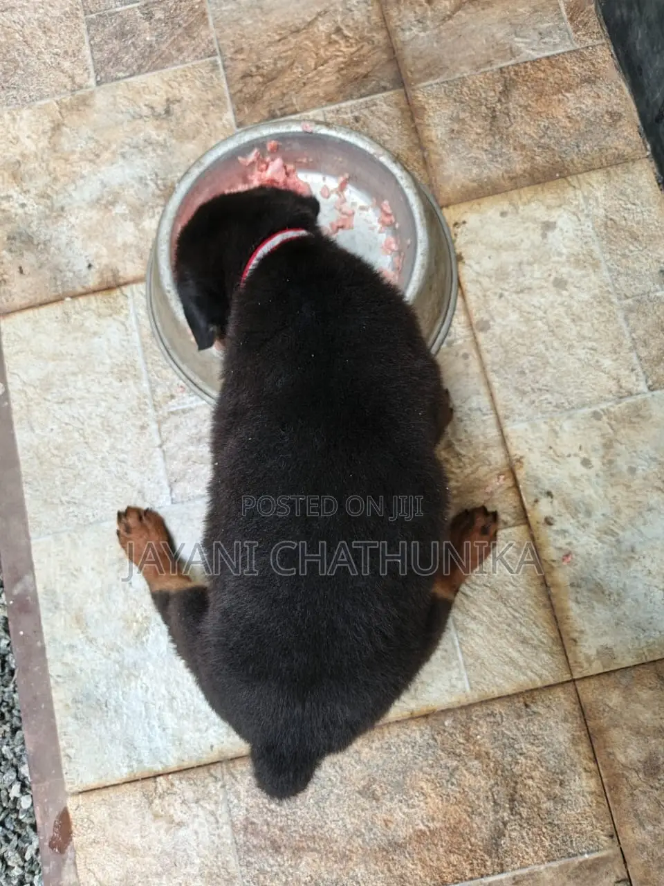 1-3 months Female Purebred Rottweiler