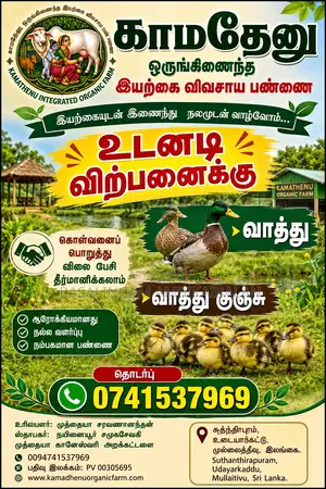 Ducks and Chickens Available