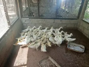 Ducks and Chickens Available