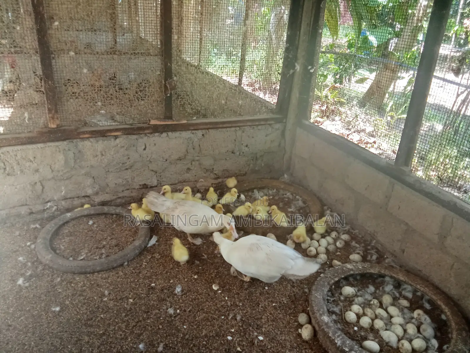 Ducks and Chickens Available