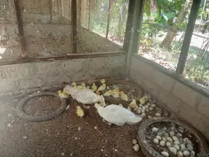 Ducks and Chickens Available