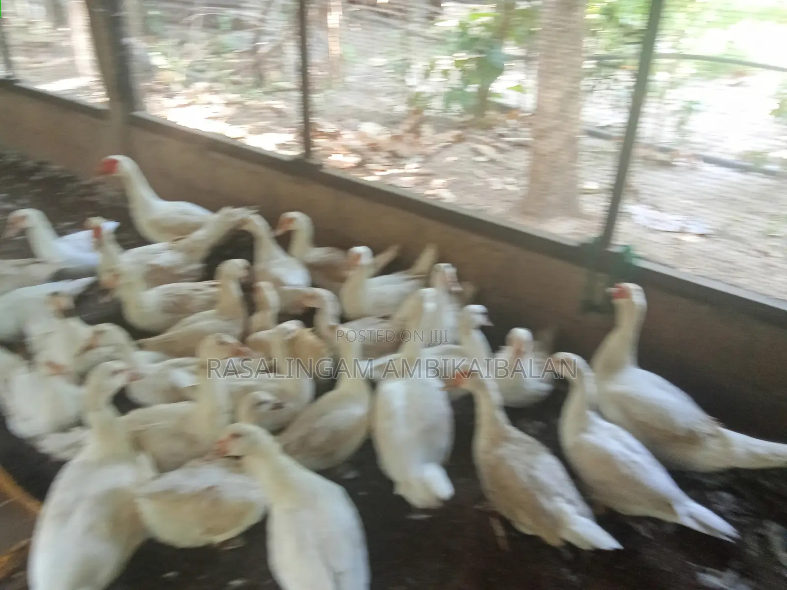 Ducks and Chickens Available
