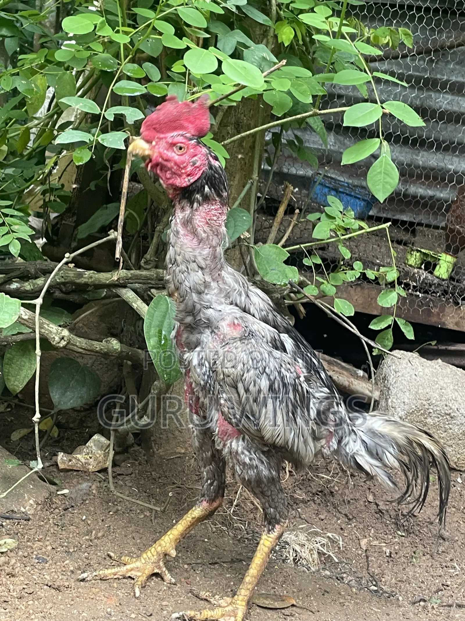 Rooster Daththa