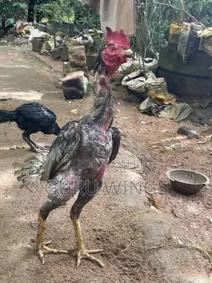 Rooster Daththa