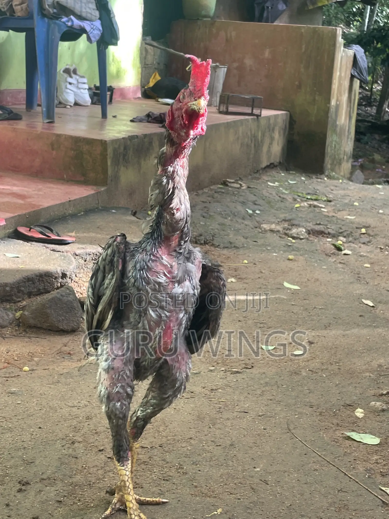 Rooster Daththa