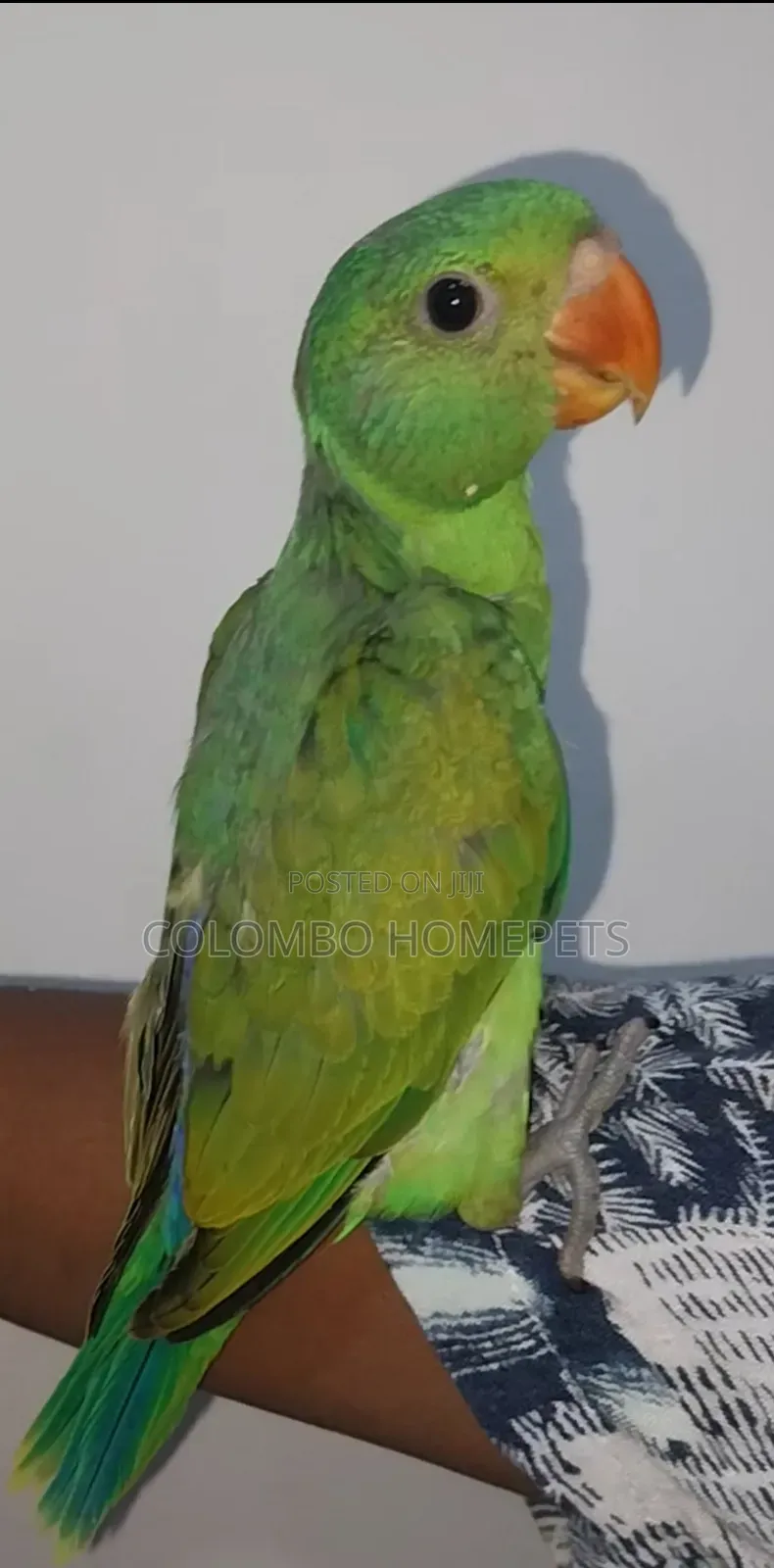 Layard Parrot