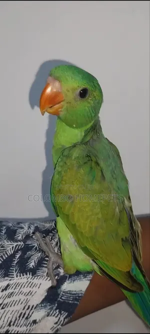 Layard Parrot