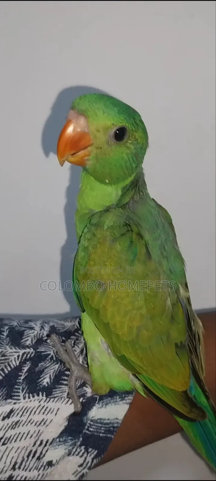 Layard Parrot